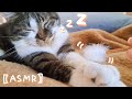 【ASMR】ふわふわ梵天の音がする猫…！？🐱【音フェチ】