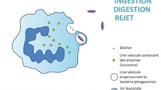Svt- Cours - La Phagocytose