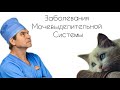 Заболевания мочевыделительной системы.