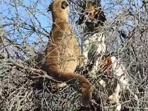 puma VS perros. arriba de árbol, - YouTube