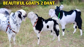 Ghar Ke Pale Gulabi Malwa 2 Dant At Nasir Goat’s