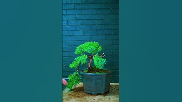 Juniper Bonsai in 60 seconds - Juniperus Procumbens Nana #bonsai #bonsaitree #japan #garden