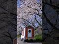 軽トラックの家で楽しむお花見。 #camping #truckcamper #relaxing #shorts