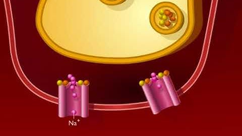 Function of the Neuromuscular Junction