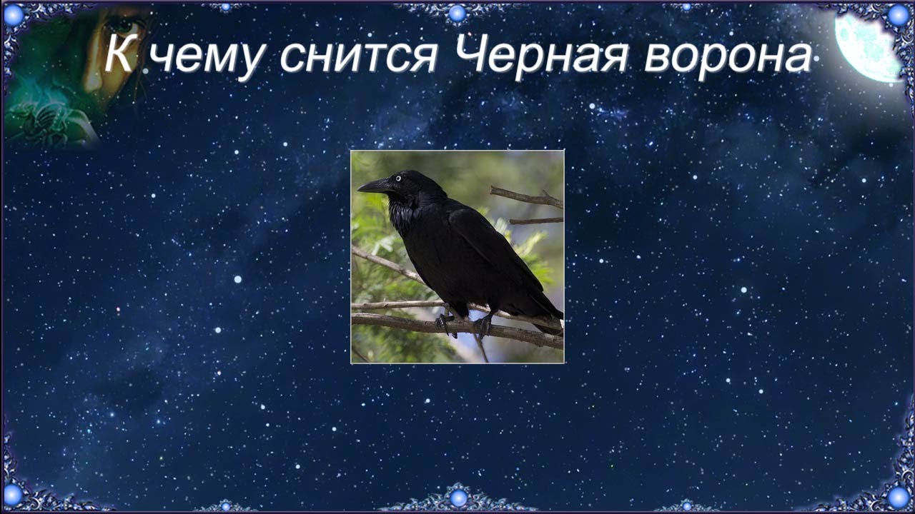 К чему снится видеть окно. Приснилась ворона. Сонник ворона. Сонник ворона черная. Видеть во сне ворону.