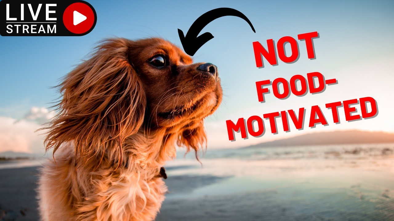 How to train a dog that is not food motivated?