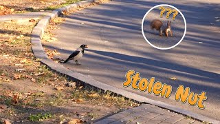Hooded crow steals Squirrel's nut