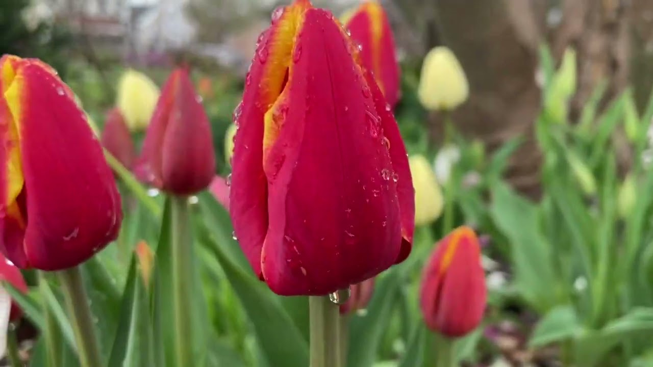 Pella Tulip Update - May 3, 2022