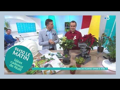 Vidéo: Comment Créer Un Arrangement Cadeau De Noël à Partir De Plantes D'intérieur