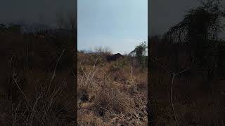 A tour to Makueni   Revisit the past part 11 my first day to see an Elephant