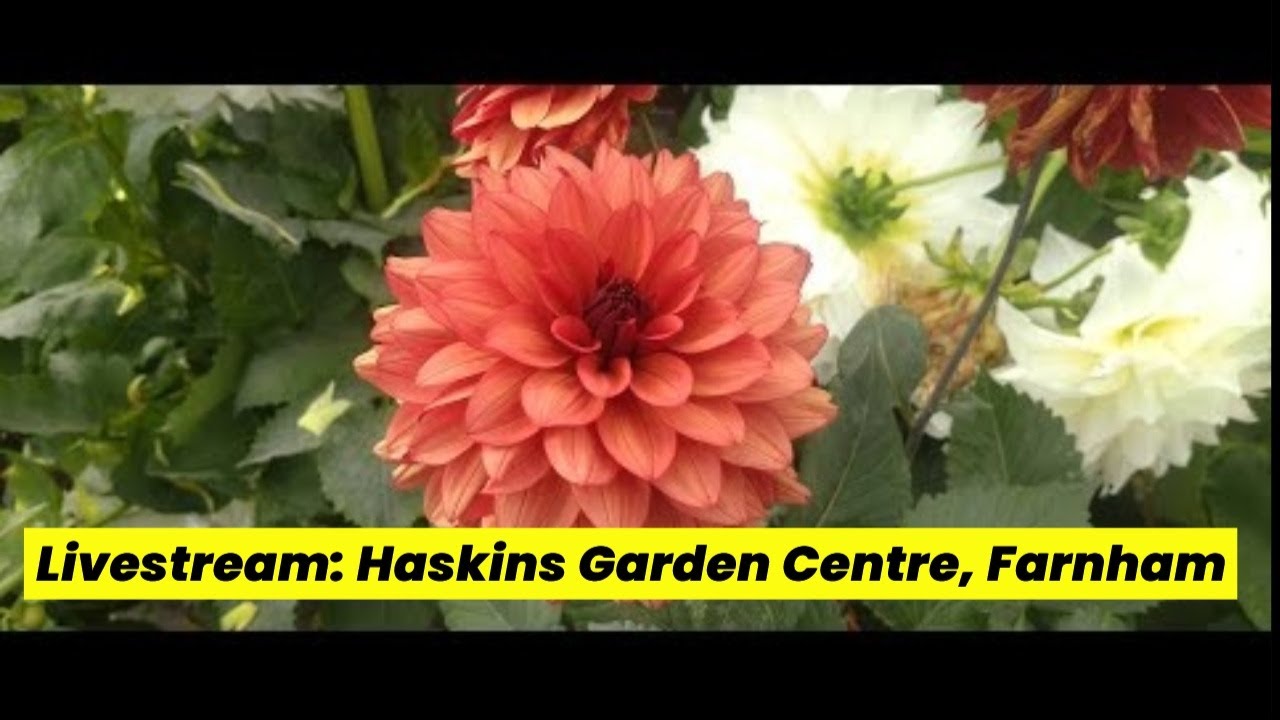 *LIVESTREAM* EXPLORING HASKINS GARDEN CENTRE IN JULY 🌞🌞🌞!!! 