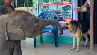 Download Lagu Funny Animals Odd Couples in the World 🤣 FUNNIEST ANIMALS Videos MP3