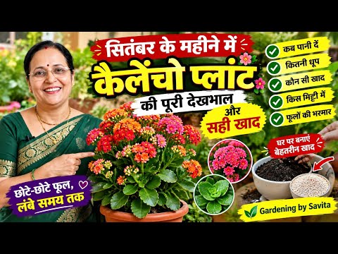 सितंबर के महीने में कैलेंचो प्लांट की सही देखभाल और कटिंग लगाने की पूरी जानकारी /homemadefertilizer