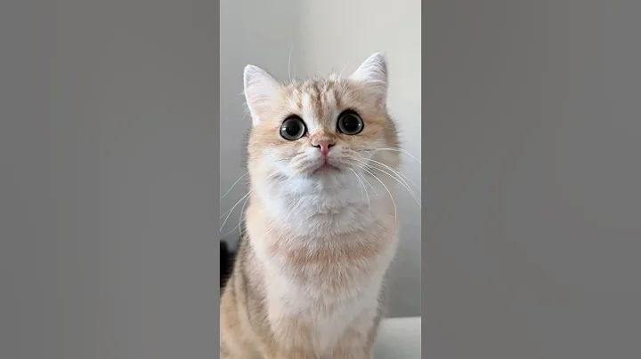 Watch the video about Golden shaded British Shorthair kitten #cat #cute #shorts #cats #cutecat #britishshorthair #kitty