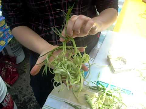 Come si tagliano le puntarelle per fare le vere puntarelle alla romana 