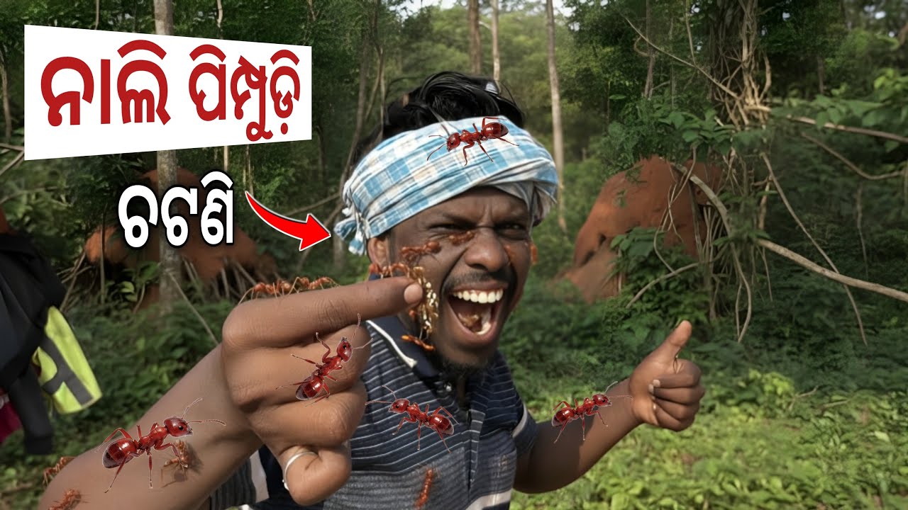 ଦେଶୀ ପାର୍ଟ-1 😍 ନାଲି ପିମ୍ପୁଡି କୁ କଞ୍ଚା ଖାଇବା 🐜 Red ants chutney | Netra Kishan 