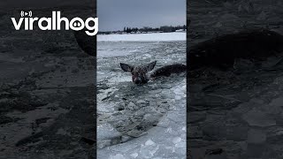 Deer Ice Rescue At Les Cheneaux Islands || ViralHog