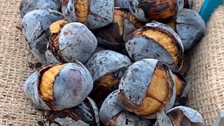 How to roast chestnuts in Portuguese style របៀបលីងគ្រាប់កៅឡាក់បែបជនជាតិព័រទុយហ្គាល់