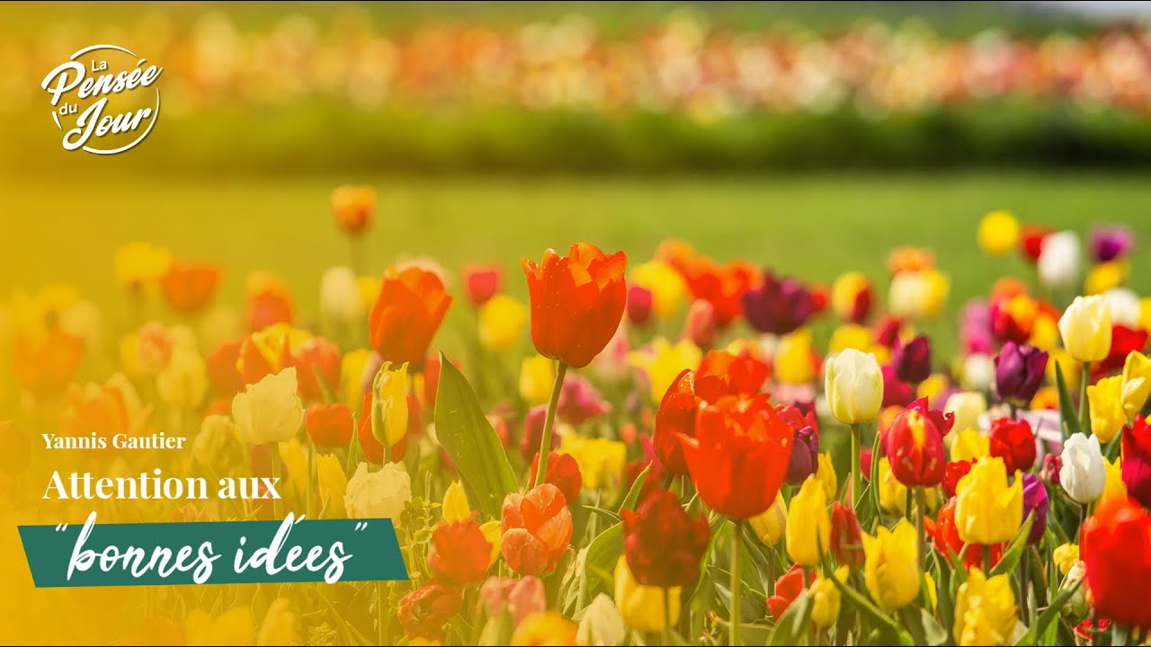 Attention aux bonnes idées