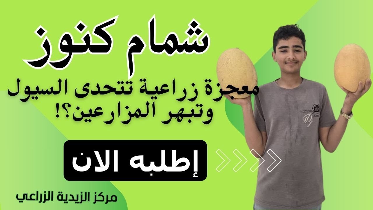 أقوى صنف شمام في اليمن؟ شاهد كثافة إنتاج شمام كنوز ومقاومته للأمراض