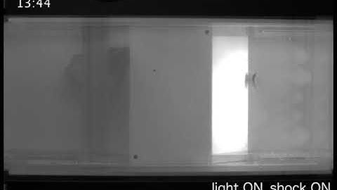 Active Avoidance Fear Conditioning of Zebrafish