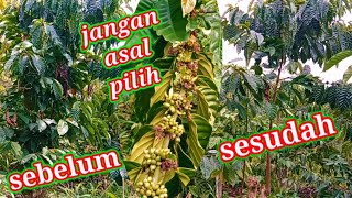How to care for and rejuvenate coffee using the rolling system @agustimur7393 @IRWANSP