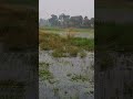 Enjoy beautiful nature with rural life #shorts #villagelife
