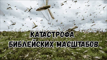 Огромная стая саранчи