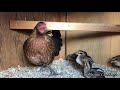 Red Junglefowl chicks update