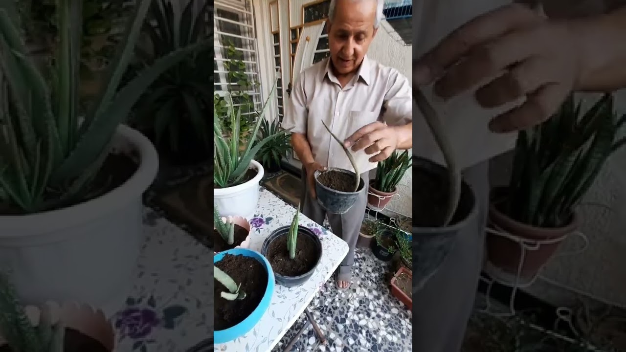 صبار الاوليفيرا وطريقة تكاثره والعناية به ، زراعة  انواع من الصبّار في الحديقة المنزلية