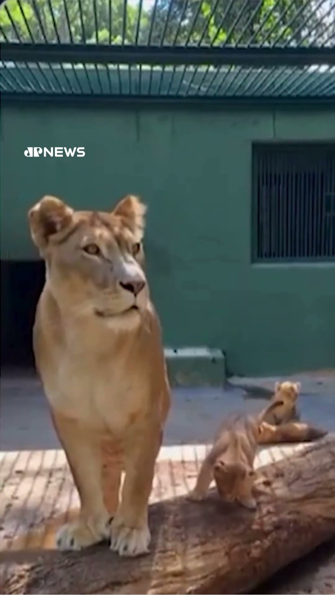 Zoológico de São Paulo ganha quatro filhotes de leão #Shorts