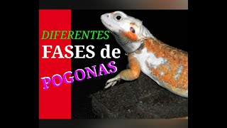 FASES DE POGONAS!!!! EXPLICACÍON!!PARA DIFERENCIARLAS:)))