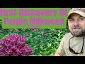 Nature walk wednesday  ep5  first discovery of purple milkweed in alabama
