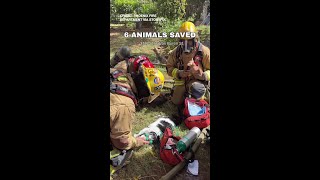 Firefighters revive cats, rescue 6 pets from house fire