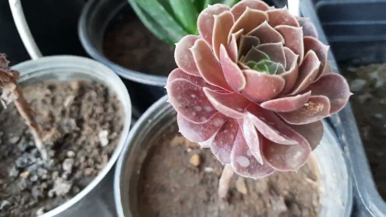 كيف تزرع وتكاثر وتعتني بالصبار