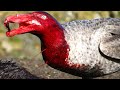 This Bird Makes Holes In Animals - Most Dangerous Birds On The Planet