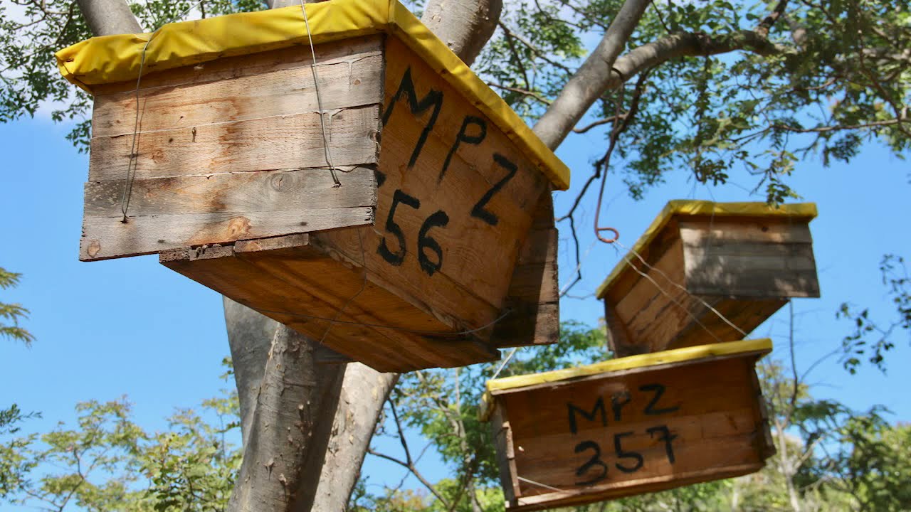 Beekeepers  Protectors of The Forest