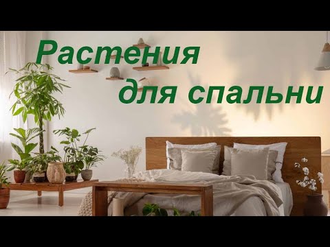 Растения для спальни - эти комнатные растения улучшат ваш сон