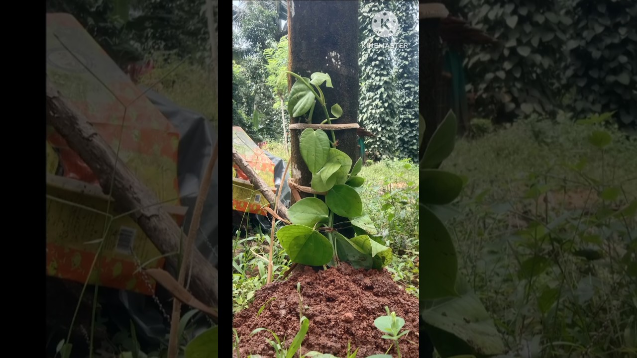 black pepper,cultivation ideas, pepper,karimenasu 