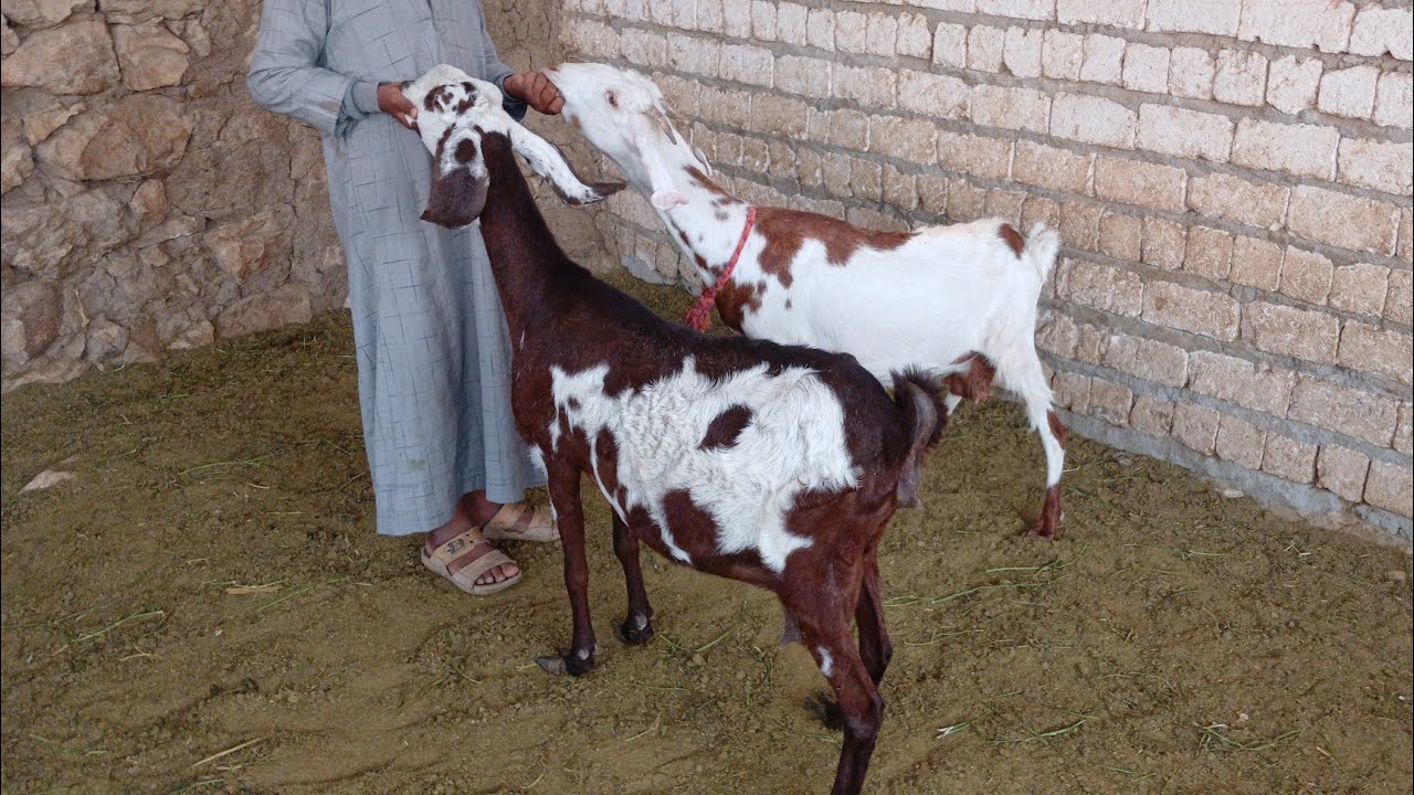 فرصه لا تعوض معزتين زرايبي عشر رواخي بأقل سعر في مصر ت (01157790601) #قناه_ابو_ريان_لتجاره_الأغنام_2