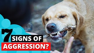 7 Warning Signs Your Labrador Is Aggressive