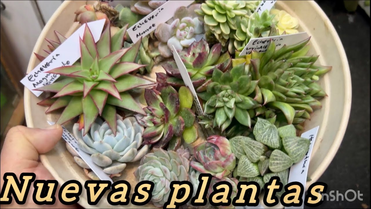 Nuevas plantas 