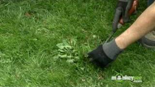 May Gardening Tips - Lawn