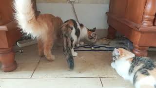 Cats & kittens are 883 & 792 & 718 & 635 & 534 & 517 & 469 & 393 & 278 & 240 & 140 &300 &234 &132&98