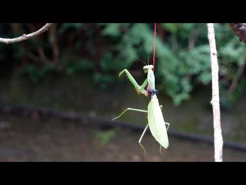 カマキリのメスを木に吊るして放置すると…