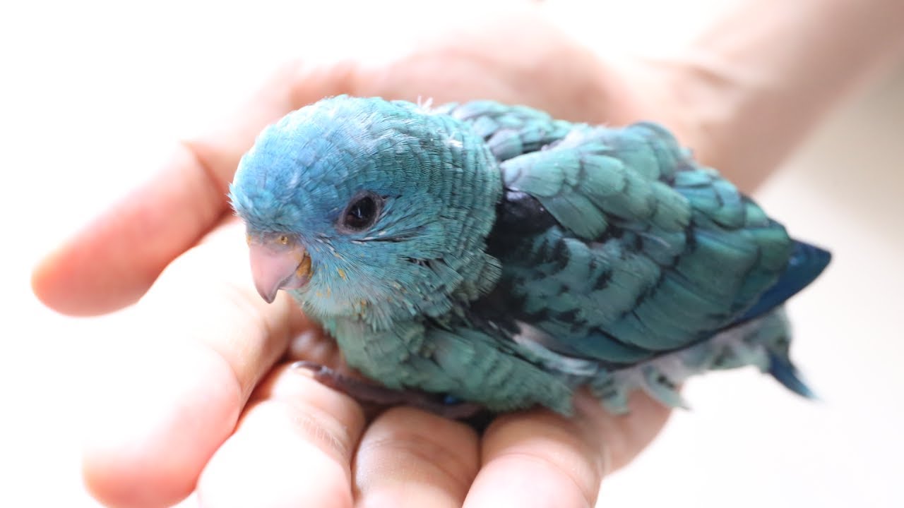 Barred Parakeet 'WASABI' Our New Family 