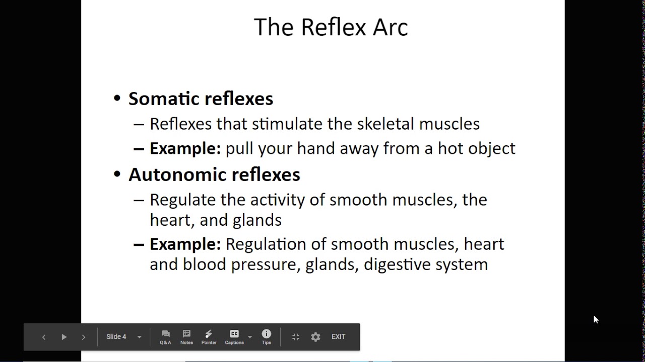 Human Reflex Physiology Lab Lecture YouTube