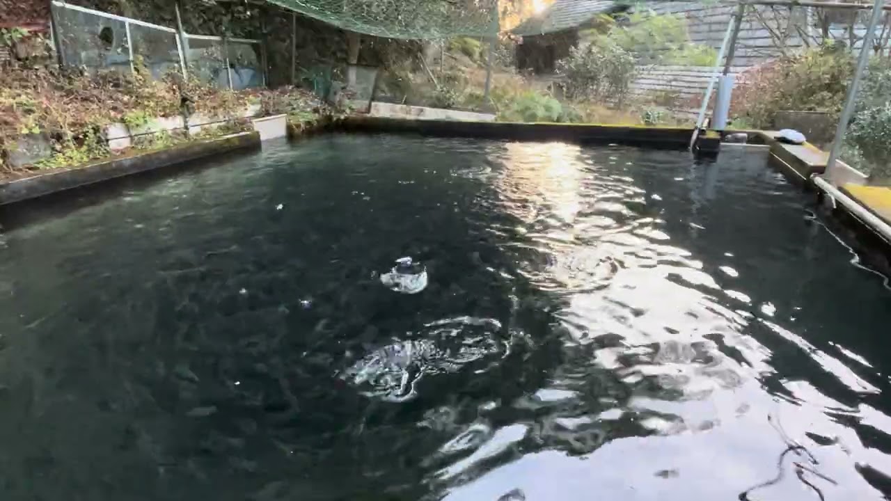 20251223飼育管理