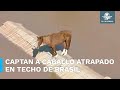 Caballo queda varado en un techo por inundaciones en Brasil