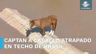 Caballo queda varado en un techo por inundaciones en Brasil